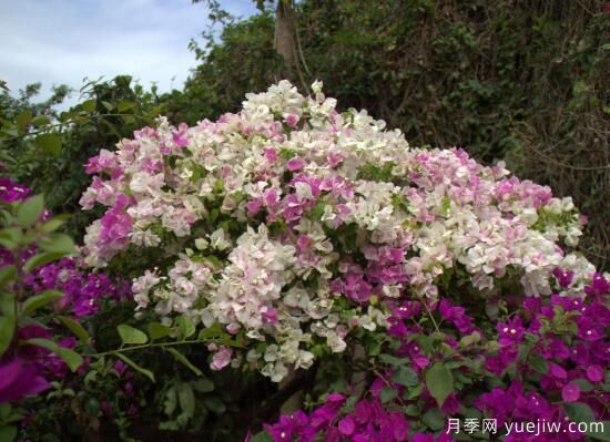 三角梅有哪些品種，常見(jiàn)的三角梅品種大全(圖1)