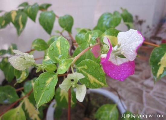 三角梅有哪些品種，常見(jiàn)的三角梅品種大全(圖8)