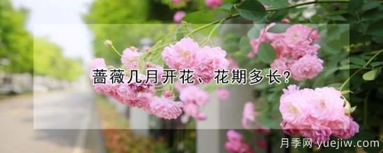薔薇幾月開花、花期多長？(圖1)