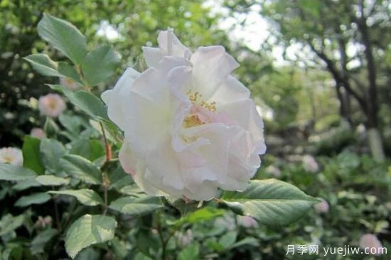 粉色薔薇花的花語，以及薔薇花花語大全(圖4)