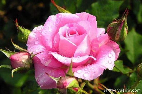 粉色薔薇花的花語，以及薔薇花花語大全(圖1)