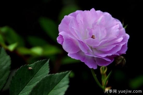 粉色薔薇花的花語，以及薔薇花花語大全(圖2)