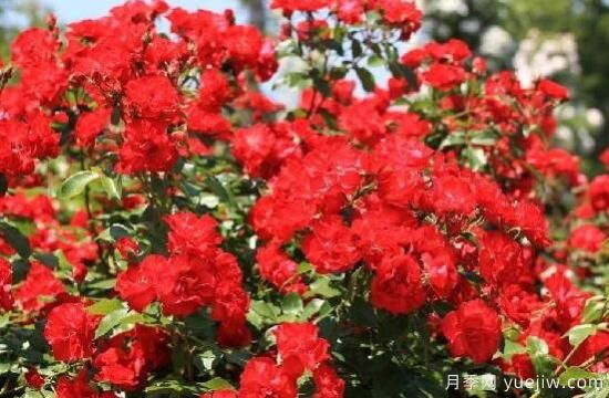 薔薇花的花語大全，細(xì)數(shù)薔薇花九大品種花語(圖5)