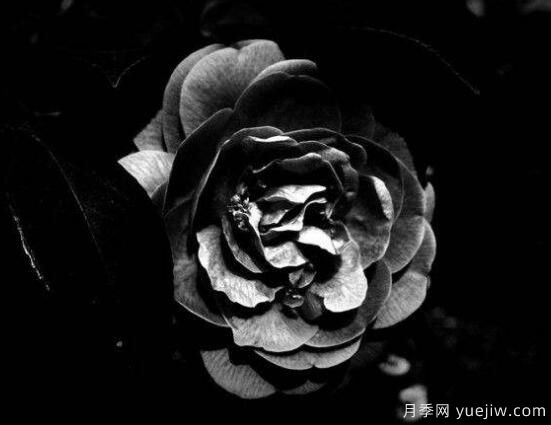 薔薇花的花語大全，細(xì)數(shù)薔薇花九大品種花語(圖7)