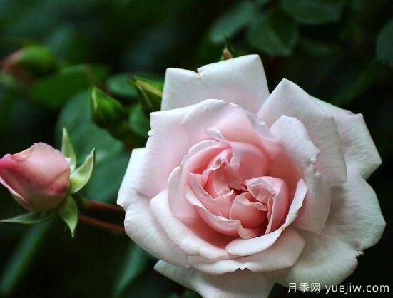 薔薇花的花語大全，細(xì)數(shù)薔薇花九大品種花語(圖2)
