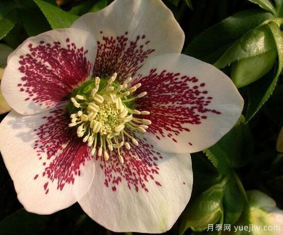 薔薇花的花語大全，細(xì)數(shù)薔薇花九大品種花語(圖6)