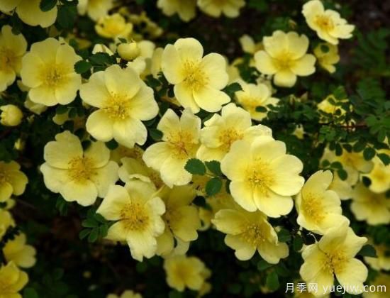 薔薇花的花語大全，細(xì)數(shù)薔薇花九大品種花語(圖4)