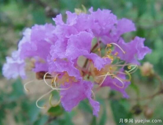 薔薇花的花語大全，細(xì)數(shù)薔薇花九大品種花語(圖9)
