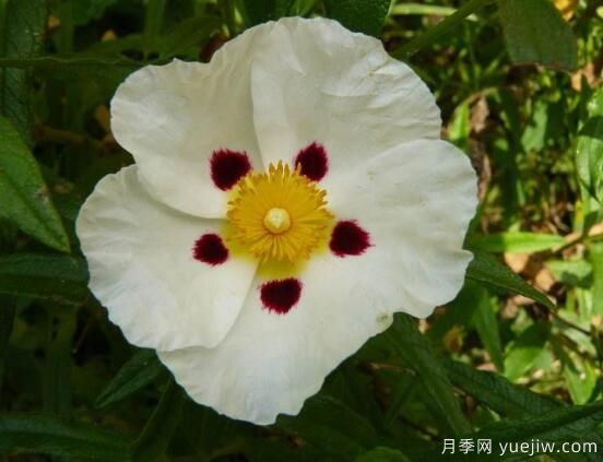 薔薇花的花語大全，細(xì)數(shù)薔薇花九大品種花語(圖8)