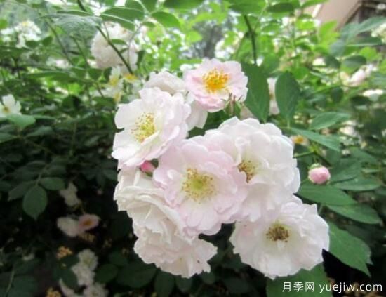 薔薇花的花語大全，細(xì)數(shù)薔薇花九大品種花語(圖3)