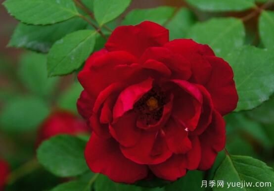 薔薇花的花語大全，細(xì)數(shù)薔薇花九大品種花語(圖1)