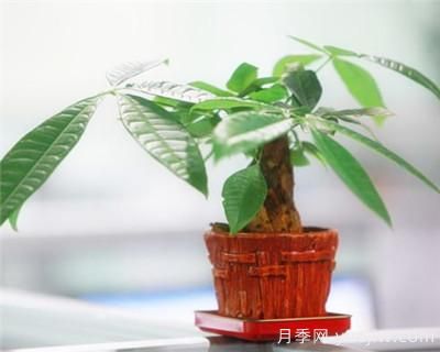 發(fā)財樹需要修剪嗎？發(fā)財樹如何整形修剪(圖1)