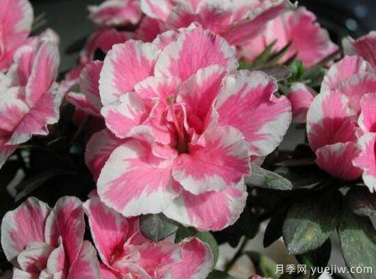 杜鵑花有哪些常見品種？杜鵑花品種圖片大全(圖5)
