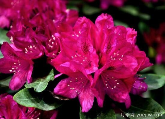 杜鵑花有哪些常見品種？杜鵑花品種圖片大全(圖2)