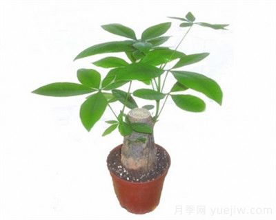 發(fā)財樹嫁接繁殖方法(圖1)
