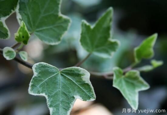 常春藤有哪些常見品種？常春藤品種圖片大全(圖4)