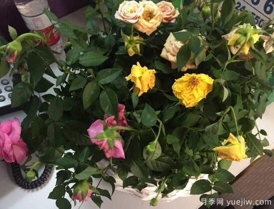 月季花焉了怎么辦？三個(gè)辦法讓它恢復(fù)生機(jī)(圖1)