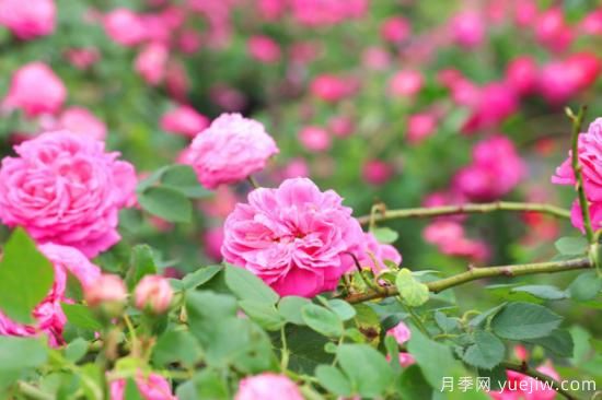 家里種玫瑰花好嗎？玫瑰花的風水忌諱(圖1)