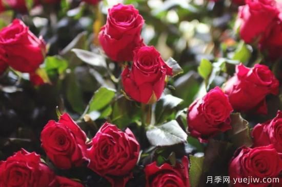 批發(fā)玫瑰花多少錢一朵？批發(fā)價格2元/朵(圖1)