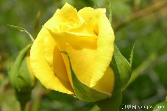 黃玫瑰有哪些花語(yǔ)(圖1)