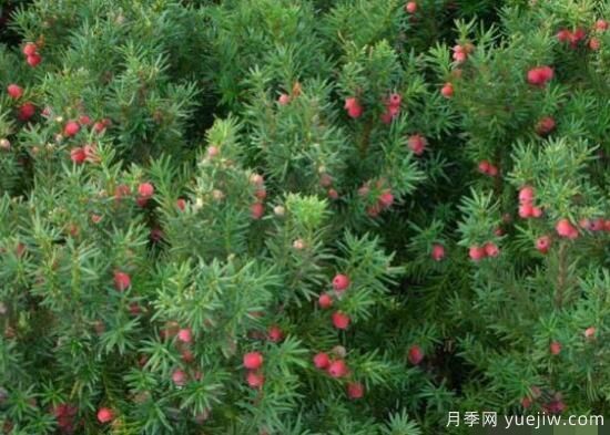 紅豆杉的扦插繁殖和播種繁殖，病蟲防治(圖1)