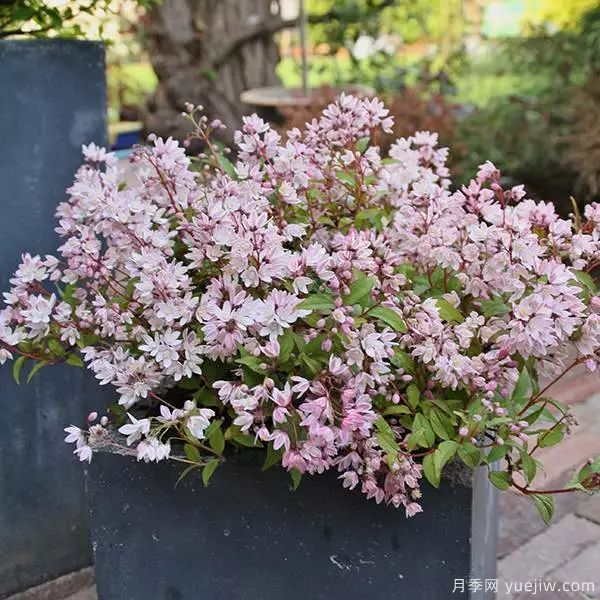 幾種讓花園充滿浪漫色彩的粉色花卉，滿足少女心(圖3)