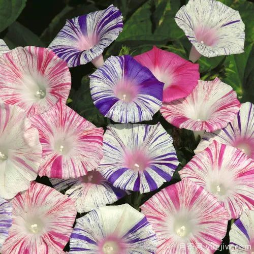 幾種讓花園充滿浪漫色彩的粉色花卉，滿足少女心(圖8)