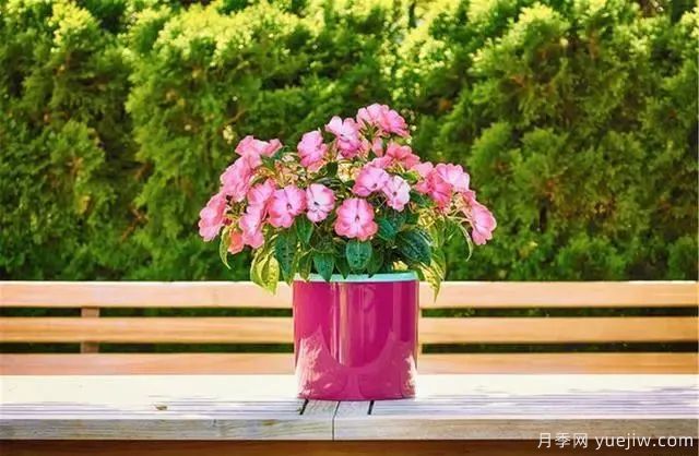 秋天不能修剪的七種花卉，容易剪掉花芽不開花！(圖1)