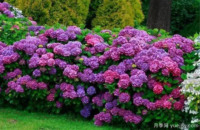 秋天不能修剪的七種花卉，容易剪掉花芽不開花！(圖2)