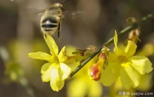 秋天不能修剪的七種花卉，容易剪掉花芽不開花！(圖3)