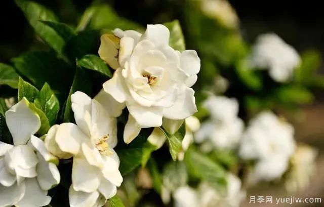 秋天不能修剪的七種花卉，容易剪掉花芽不開花！(圖5)