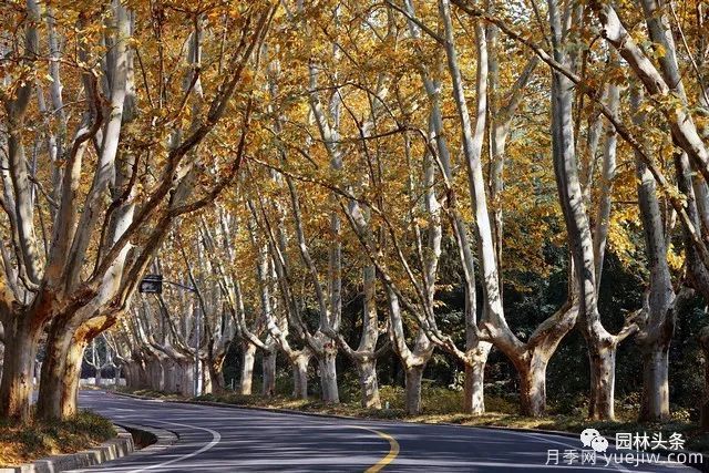 世界五大行道樹種，作為苗木人你應(yīng)當(dāng)了解！(圖2)