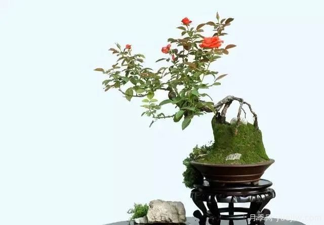 如何制作漂亮的月季盆景？藝術(shù)品來了(圖2)
