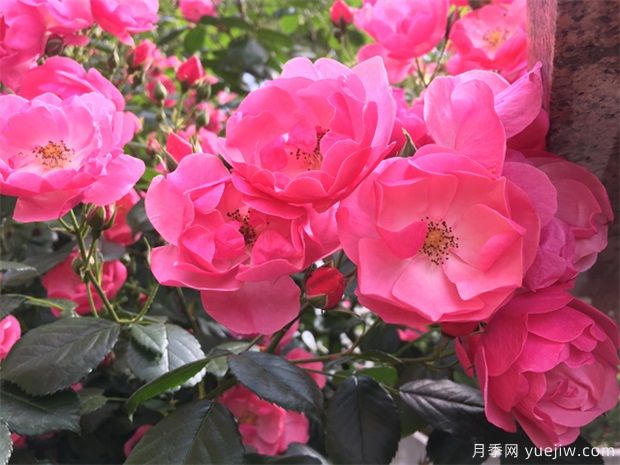 推薦16款高抗病月季品種，來自科德斯奧斯汀坦陶(圖1)
