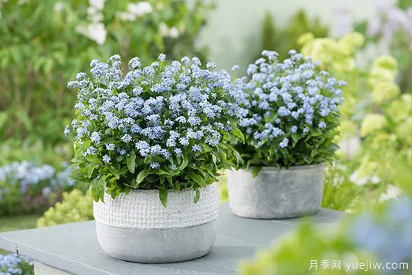 適合秋季種的什么花卉有這些，清新脫俗花量巨大(圖11)
