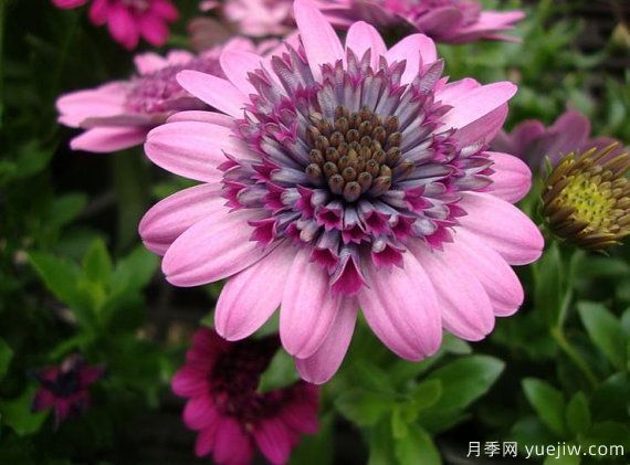 適合秋季種的什么花卉有這些，清新脫俗花量巨大(圖8)