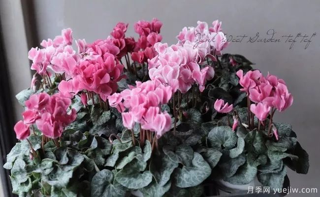適合秋季種的什么花卉有這些，清新脫俗花量巨大(圖5)