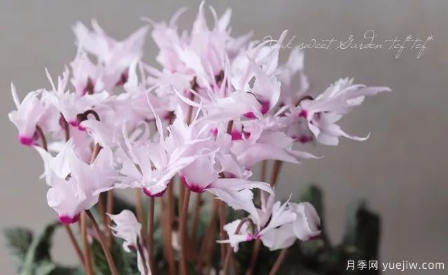 適合秋季種的什么花卉有這些，清新脫俗花量巨大(圖4)