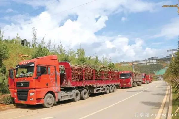 夏季苗木移栽與養(yǎng)護關鍵技巧(圖1)