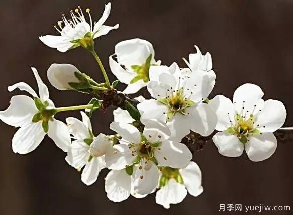 桃花，杏花，櫻花，梨花，李花，海棠花傻傻分不清？(圖11)