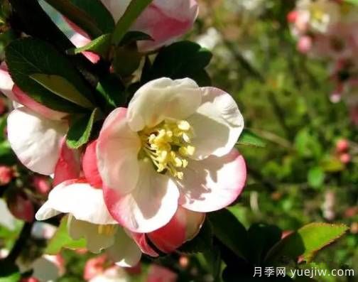 桃花，杏花，櫻花，梨花，李花，海棠花傻傻分不清？(圖16)