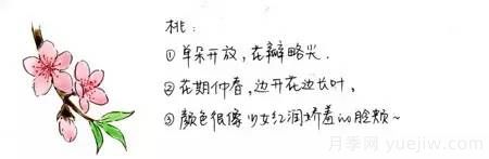 桃花，杏花，櫻花，梨花，李花，海棠花傻傻分不清？(圖1)