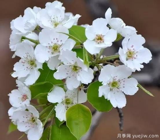 桃花，杏花，櫻花，梨花，李花，海棠花傻傻分不清？(圖10)