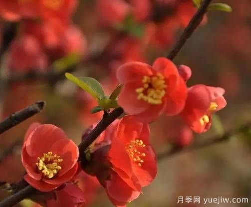 桃花，杏花，櫻花，梨花，李花，海棠花傻傻分不清？(圖15)