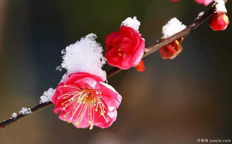 桃花，杏花，櫻花，梨花，李花，海棠花傻傻分不清？(圖9)