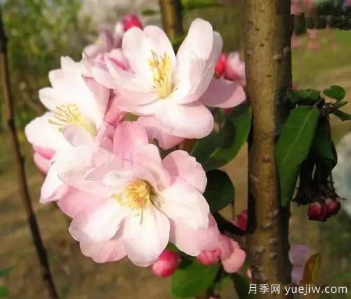 桃花，杏花，櫻花，梨花，李花，海棠花傻傻分不清？(圖13)