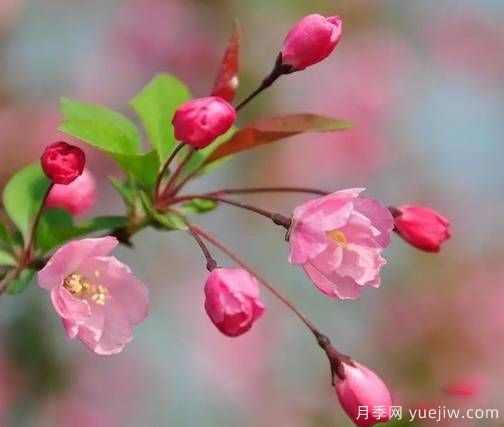 桃花，杏花，櫻花，梨花，李花，海棠花傻傻分不清？(圖14)