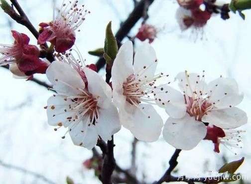 桃花，杏花，櫻花，梨花，李花，海棠花傻傻分不清？(圖12)