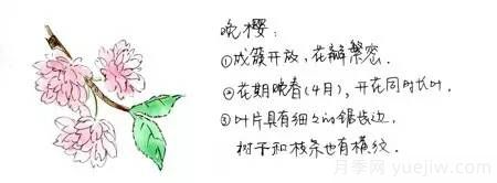 桃花，杏花，櫻花，梨花，李花，海棠花傻傻分不清？(圖6)