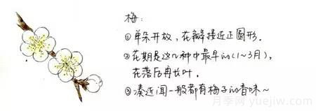桃花，杏花，櫻花，梨花，李花，海棠花傻傻分不清？(圖4)